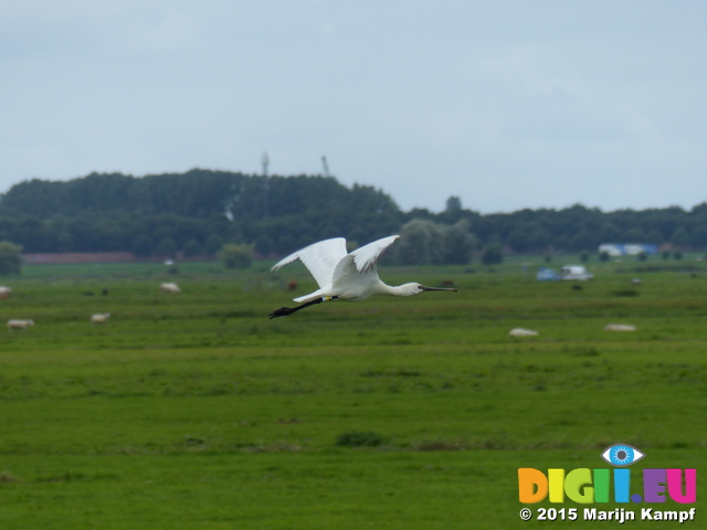 FZ020249 Eurasian spoonbill (Platalea leucorodia)